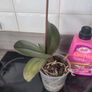 Orchid x 2 and orchid feed Image 3