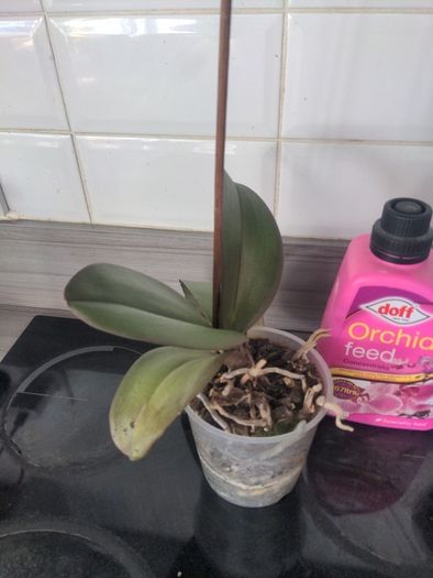 Orchid x 2 and orchid feed