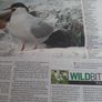 'Wild Ireland' 2010 report Image 6