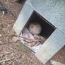 dog house Image 10