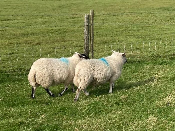 Hoggets and Lambs