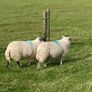Hoggets and Lambs Image 9