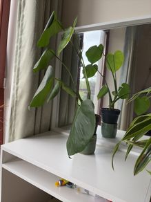 Plant with the pot