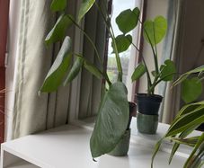 Plant with the pot