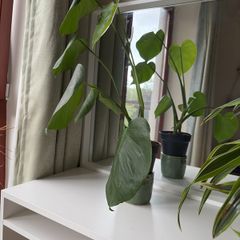 Plant with the pot