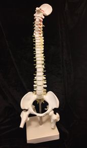 Vintage anatomical human spine