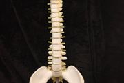 Vintage anatomical human spine