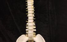 Vintage anatomical human spine