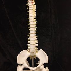 Vintage anatomical human spine