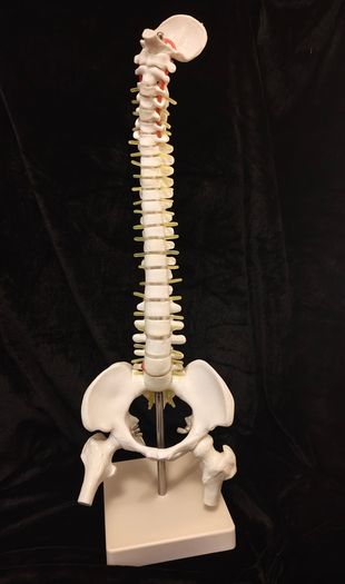 Vintage anatomical human spine