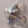 Enamel Dragon Brooch Image 9