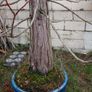tree Image 7