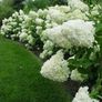hydrangea paniculata Limelight Image 2