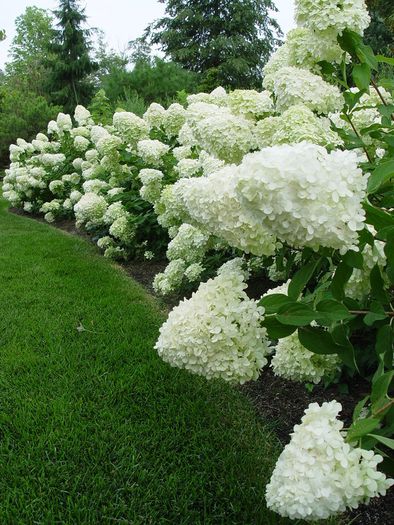 hydrangea paniculata Limelight