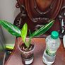 Monstera Standleyana Aurea Variegated Image 2