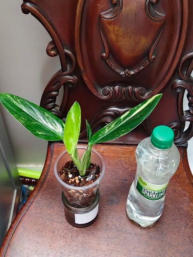 Monstera Standleyana Aurea Variegated