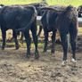 Aberdeen Angus Weanling Bulls Image 5