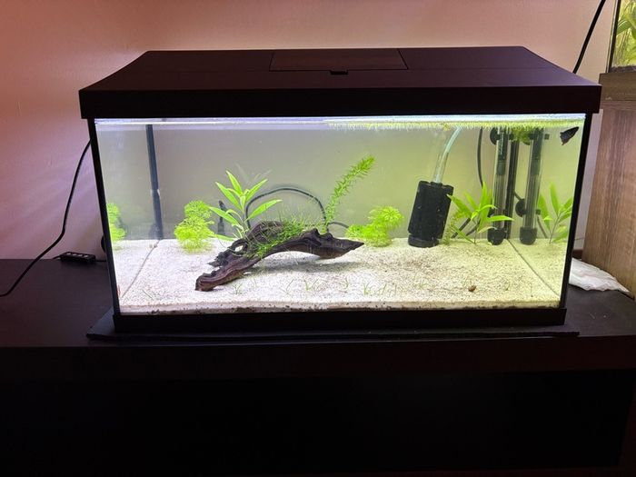 60l fishtank