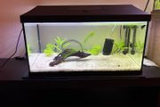 60l fishtank