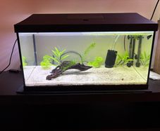 60l fishtank
