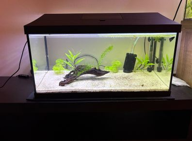 60l fishtank