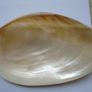 Large shell, Home decor, Ornaments,Shell, Image 2