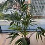 3 Plants w/ Pots (bundle or individual) Image 2