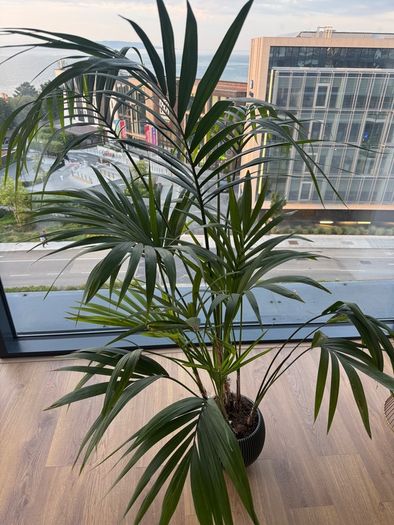 3 Plants w/ Pots (bundle or individual)