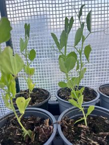 Sweet Pea mixed