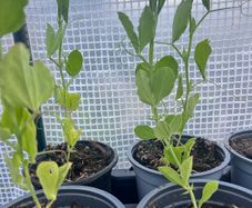 Sweet Pea mixed