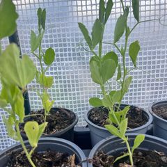 Sweet Pea mixed