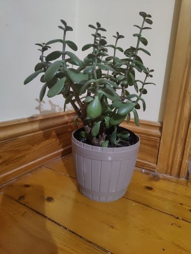plant