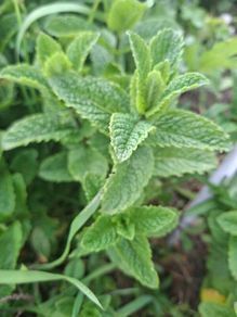 Spearmint (Garden Mint)