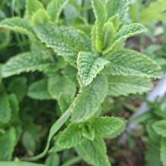 Spearmint (Garden Mint)
