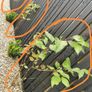Cornus Alba Sibirica Dogwood plants Image 2