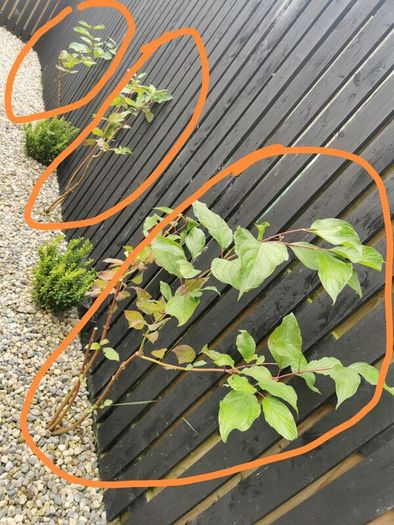 Cornus Alba Sibirica Dogwood plants