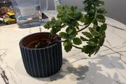 Variegated Kalanchoe plant
