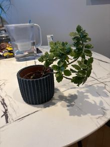 Variegated Kalanchoe plant
