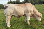 Charolais bulls