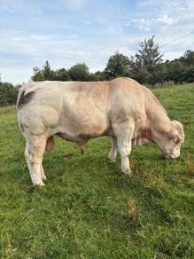 Charolais bulls
