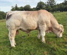 Charolais bulls