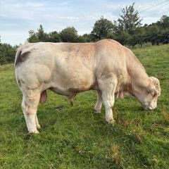 Charolais bulls
