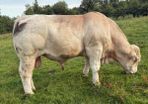 Charolais bulls