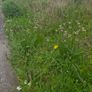 A wild garden Image 3