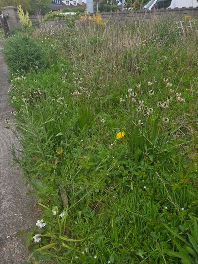 A wild garden
