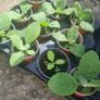 plants Image 8