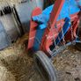 Horses cart Image 2