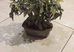 Gorgeous Ceramic Ornamental Bonsoi in Pot