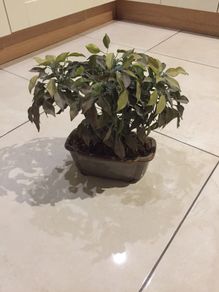 Gorgeous Ceramic Ornamental Bonsoi in Pot