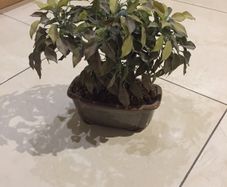 Gorgeous Ceramic Ornamental Bonsoi in Pot